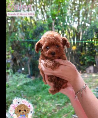anakan-red-toy-poodle--de-orchidees-GGRYA0WNYW