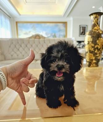 for-sale--2-teacup-size-light-silver-poodle-kualitas-super-X8SK5Y4D4U
