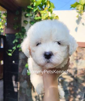 bichon-frise-termurah--EB0ABQAPBT