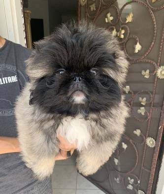 pekingese-bloodline-champion-full-import-russia-NTZGJ9QFGR