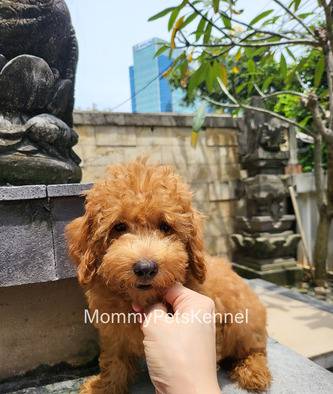 toy-poodle-termurah--X271DGQ3A3