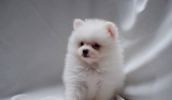 anakan-minipom-betina-ZKFC4VWW1C