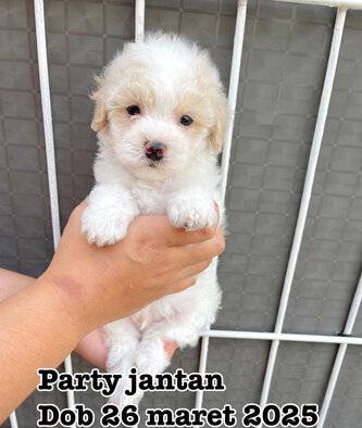 maltipoo-premium-super-lucu-6QBGGVF7UV