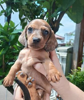 anakan-mini-dachshund-good-quality-IS6NDE2NPW