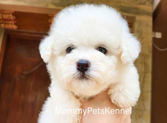 bichon-frise-korea-termurah--UDKVMB0BJO