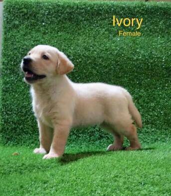 2-ekor-puppy-labrador-jantan--betina-bloodline-champion-3TF3LY4LAD