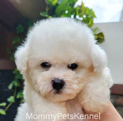 bichon-frise-tiny-termurah--31FI950XCA