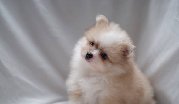 anakan-minipom-betina-4E94RH7VPT