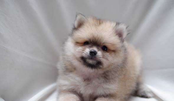 anakan-minipom-jantan-F23OQIPVZW