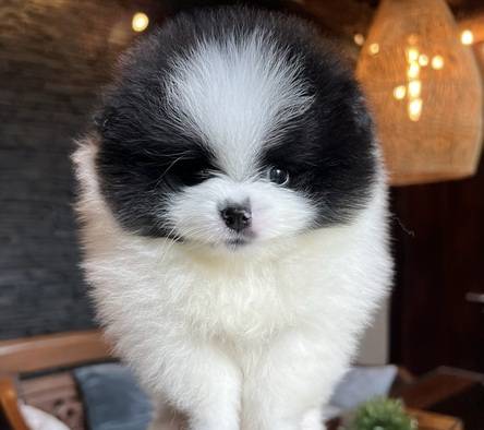 fleur-de-lune-the-symmetrical-panda-pomeranian-girl-0P528XOIIC