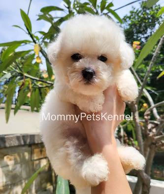 bichon-frise-tiny-termurah--J95TE0IPD0
