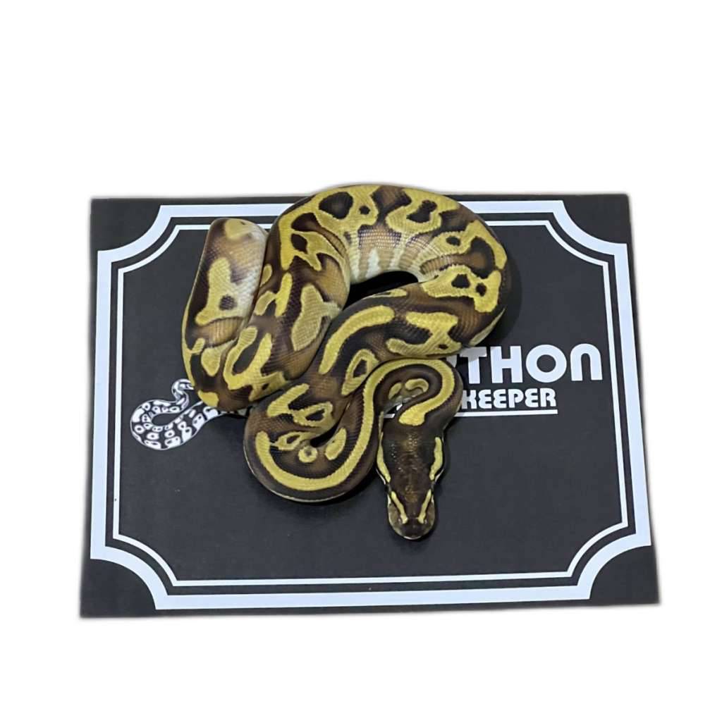 mochi-ball-python-2024020401-7TSJEEVA2T