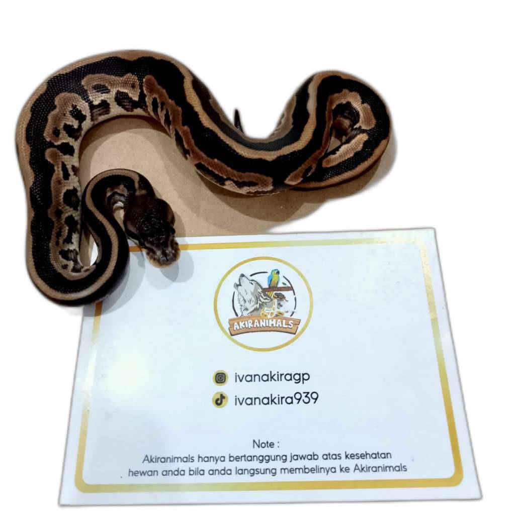 cinnamon-leopard-yellow-belly-het-lavender-pied-240102m-3VYHHU6EFB