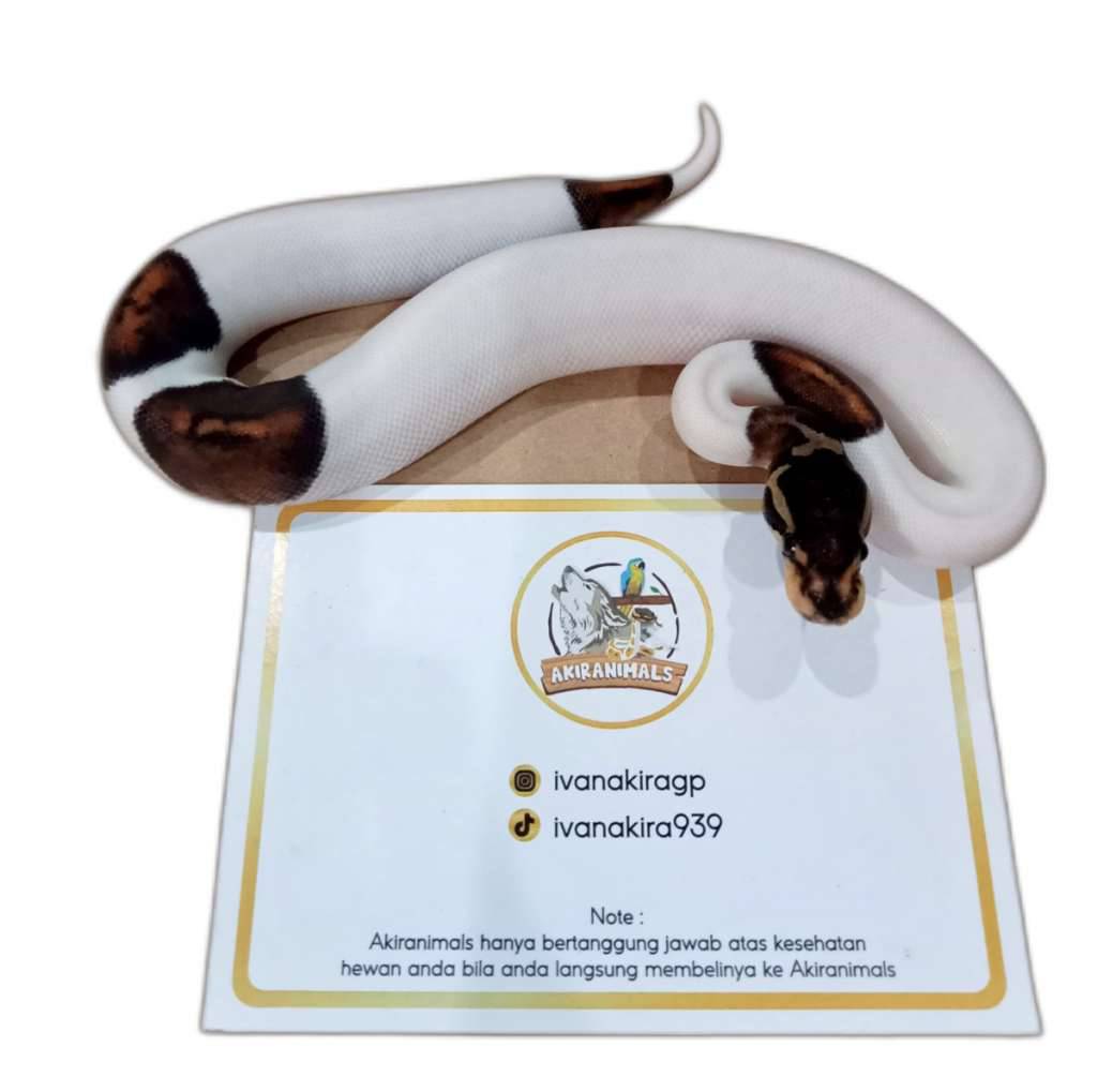 black-pastel-pied-poss-orange-dream-ball-python-240201m-1HF0FC5HJP