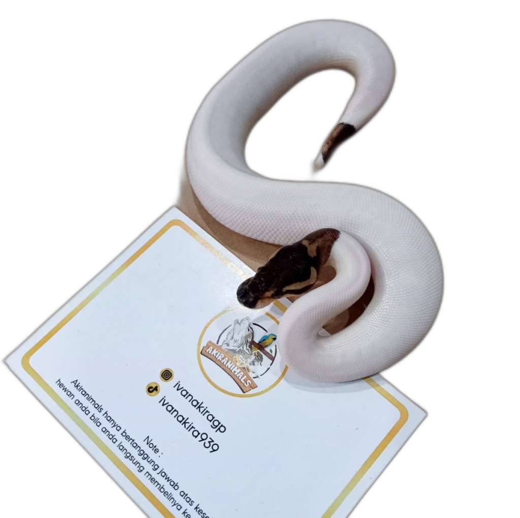 black-pastel-pied-ball-python-240204m-SXD8N9JP0T