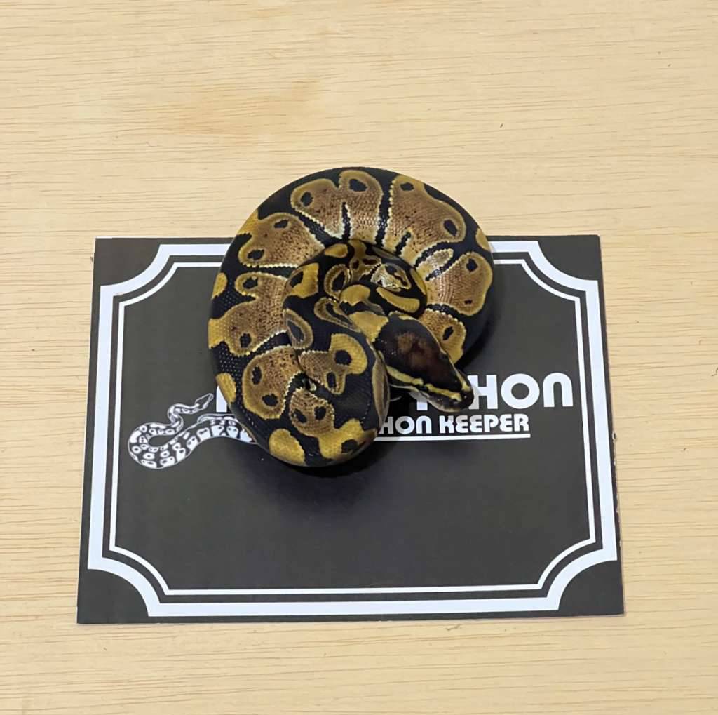het-lavender-ball-python-2024030510-9NFB47T73K