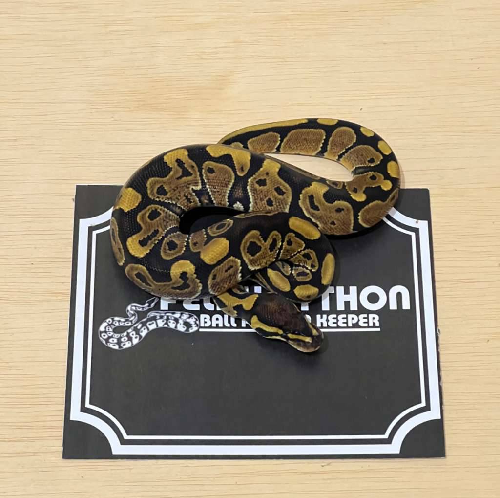 het-lavender-ball-python-2024030601-5XFV4G458T
