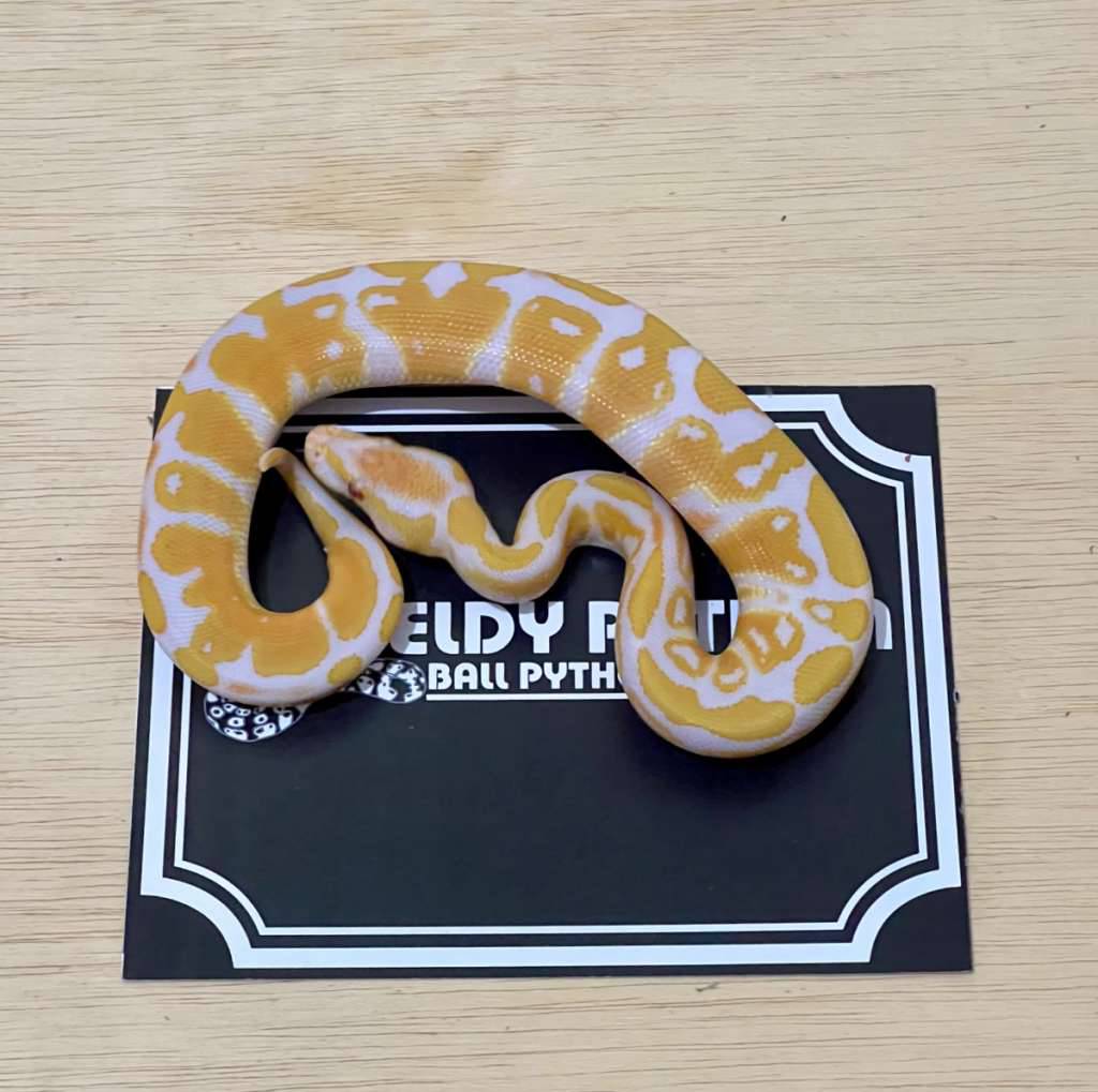 lavender-ball-python-2024030710-RP2Y46TTP5