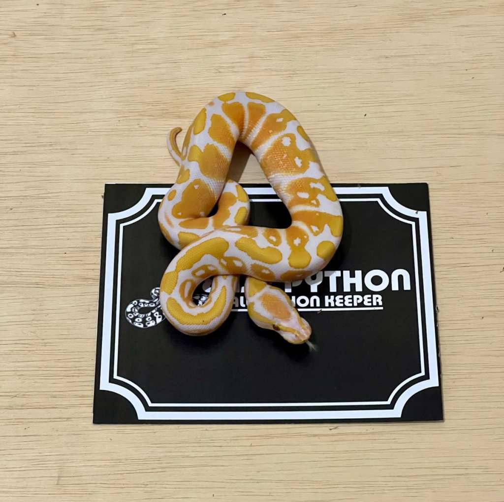 lavender-ball-python-2024030810-VSP3X841XT
