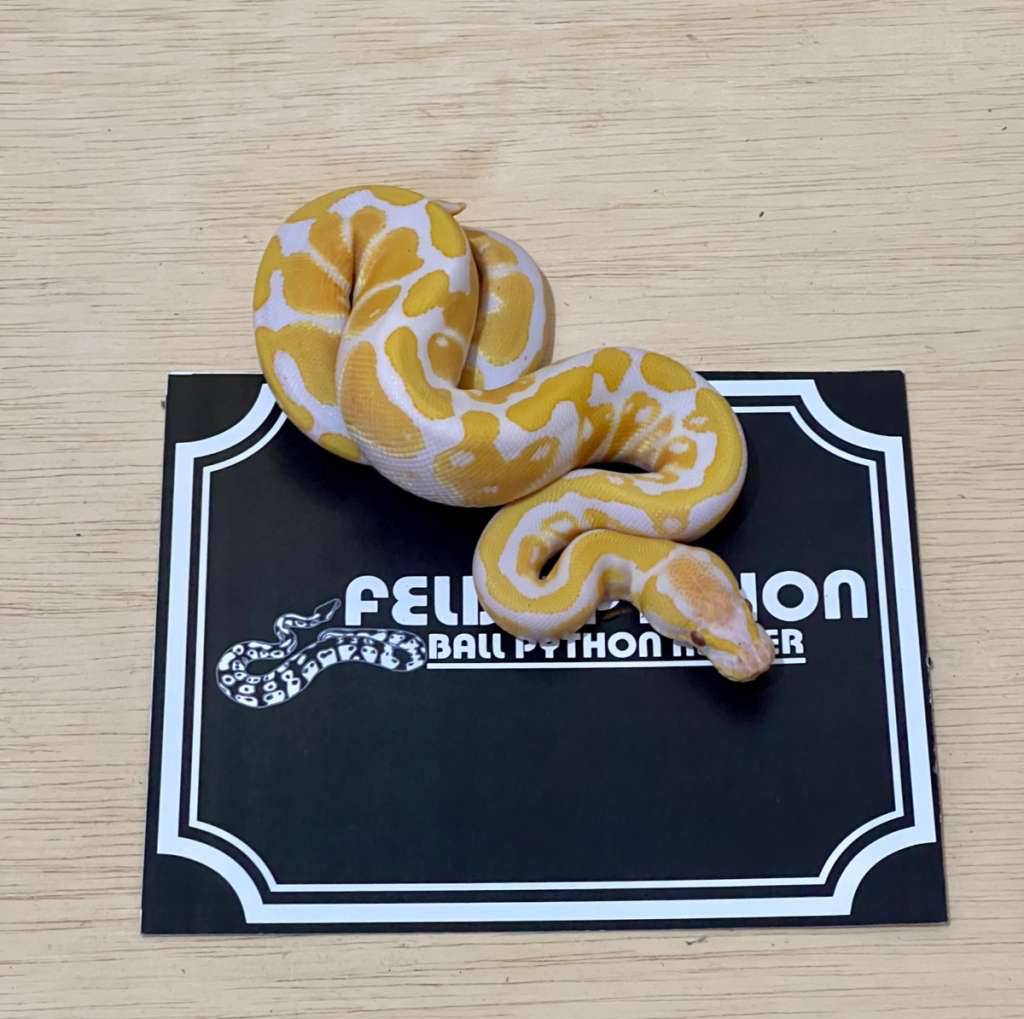 lavender-ball-python-2024031001-CZPMVFGE3O