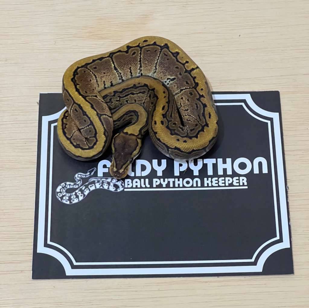 pinstripe-ball-python-2024040101-ZVHLZF23CX