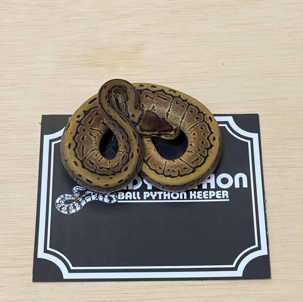 pinstripe-ball-python-2024040210-ZXD9RB7FDM