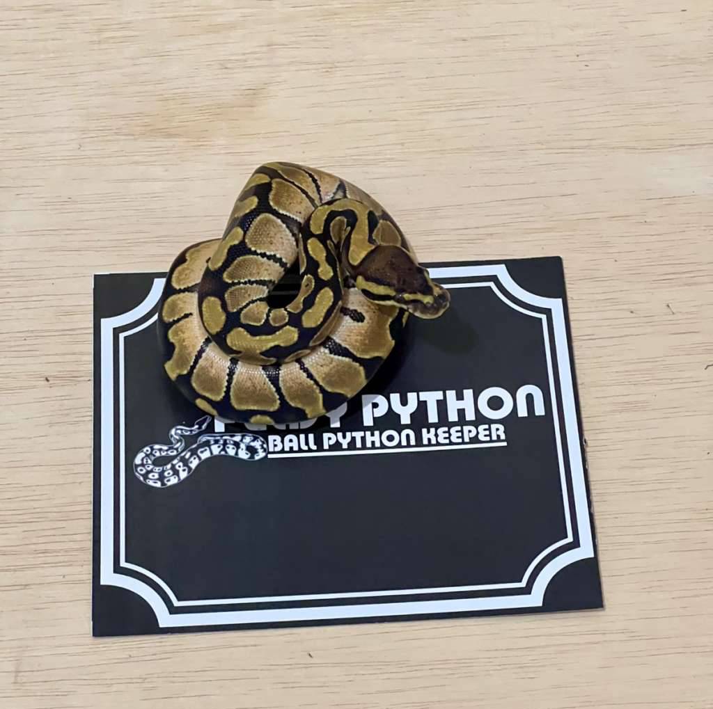 enchi-ball-python-2024020201-ZB2IGNEIBY