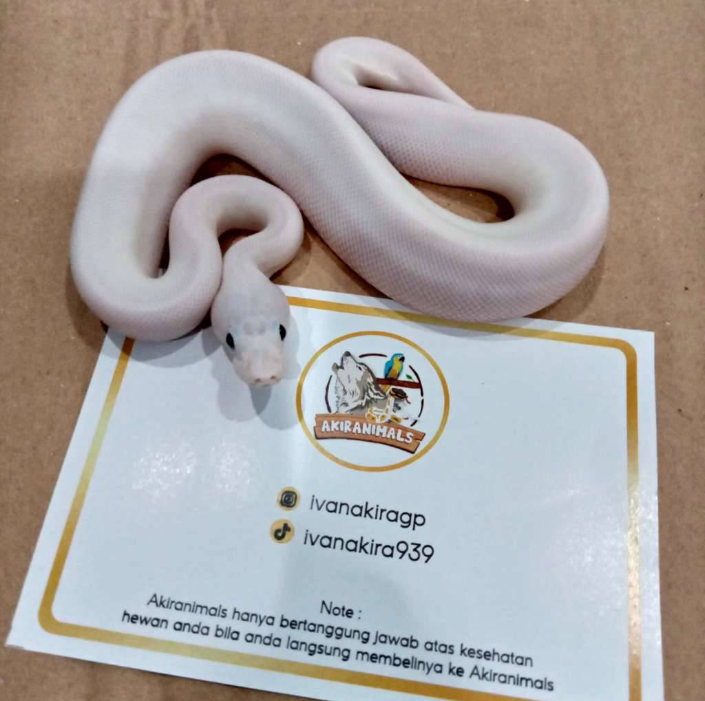 spider-pied-poss-black-pewter-mojave-orange-dream-ball-python-240206m-0I6YXYB8PT