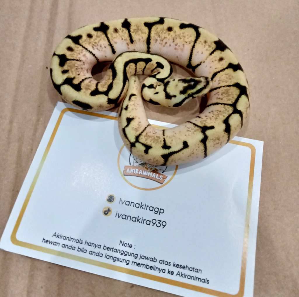 orange-dream-spider-het-pied-ball-python-240202f-SVFFMUMADZ
