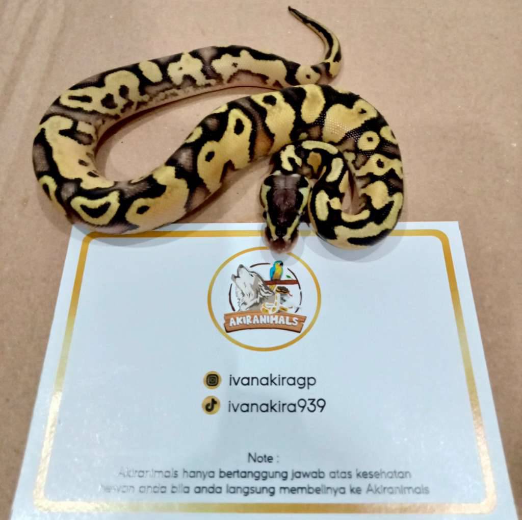 pastel-yellow-belly-het-lavender-pied-ball-python-240107m-XNYIII7BF1