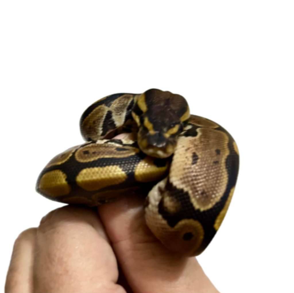 ballpython-normal-baby-LYN0Z4FMGN