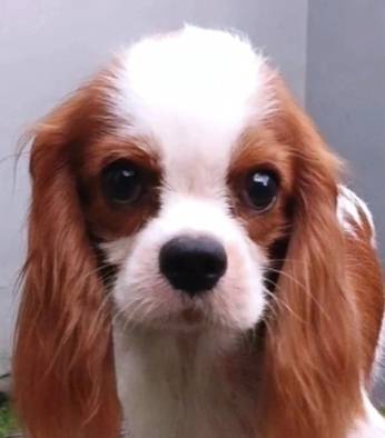 cavalier-king-charles-spaniel-jantan-murah-meriah-RDK05Z3TZ4