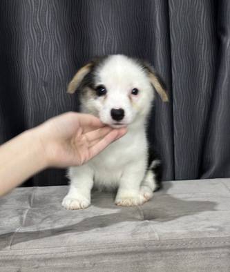 corgi-jantan-motif-lucu-stambum-vaksin-GTAVNVHP34