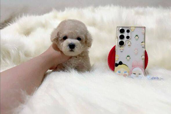super-tiny-poodle-high-quality-HLYPJCGK9C