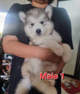 anakan-mix-alaskan-malamute-dan-siberian-husky-2GJZKH23OU