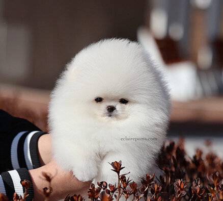for-sale-exclusive-korean-pomeranian-by-eclairepoms-FW6MLUT97K
