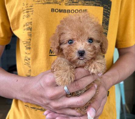 ready-teacup-poodle-I44RKMY2HY