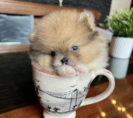 de-ciel-the-tea-cup-party-merle-blue-eyes-girl-AZ8WAYGPYH