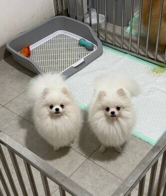 minipom-white-super-quality-YSMVP83RU4