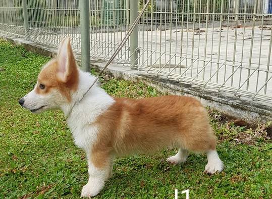 for-sale-corgi-male--female-son-DXM1XAVBBQ