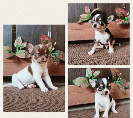 chihuahua-jantan-Q5LMFLF3YE