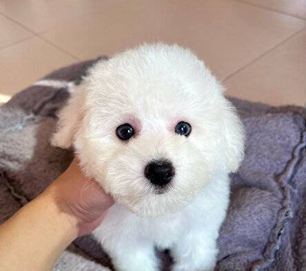 bichon-frise-male-cute-face-SO23OBPR62