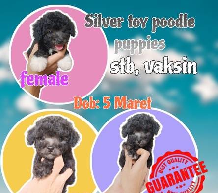 edisi-special-price-silver-toy-poodle-jantan-dan-betina-stb-vaksin-FGY0V8IEUE