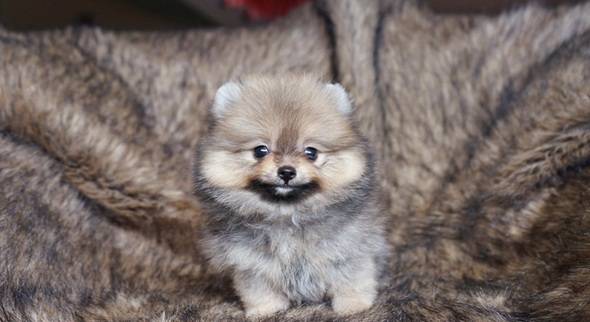 for-sale-cute-supermini-pomeranian-girl-QQNFKRPDMT