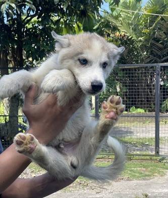 siberian-husky-murah-71TK9E003C