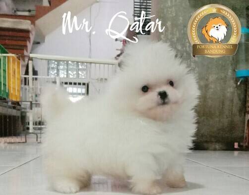 superminipom-male--female-high-quality-EN55HANC01