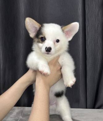 corgi-jantan-super-lucu-motif-unik-jarang-ada-JOV0887VEZ