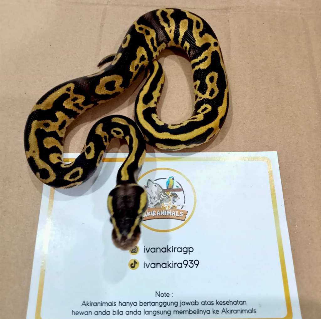 pastel-leopard-het-lavender-pied-ball-python-240105m-T7SAER745F