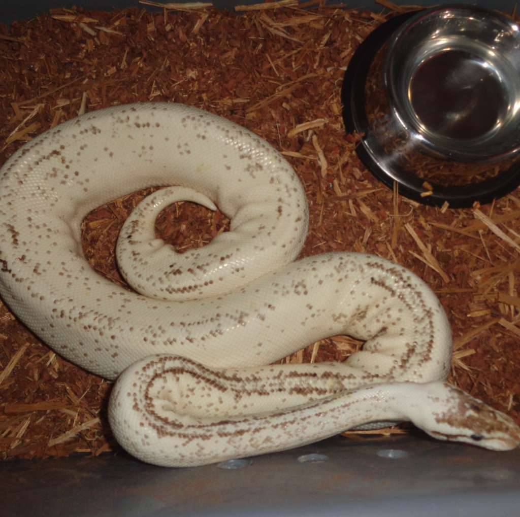 super-pastel-cinnamon-yellow-belly-specter-K1Q5DC1GQ3