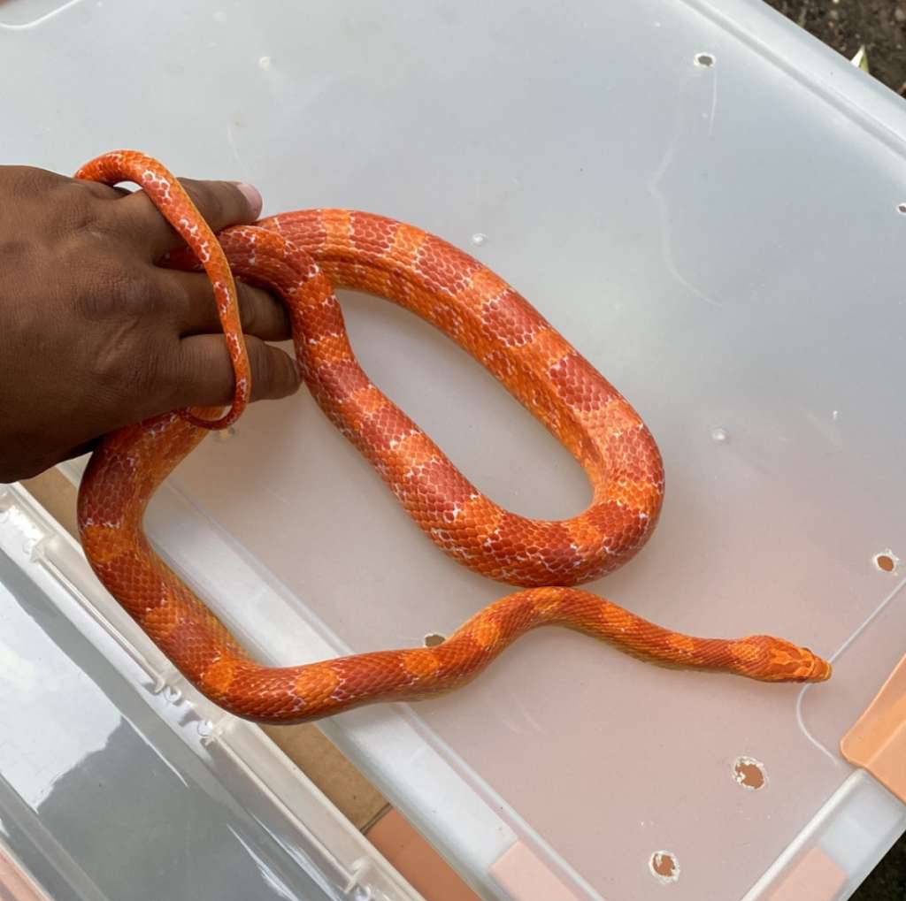 cornsnake-amelanistic-CT92K5PRMH